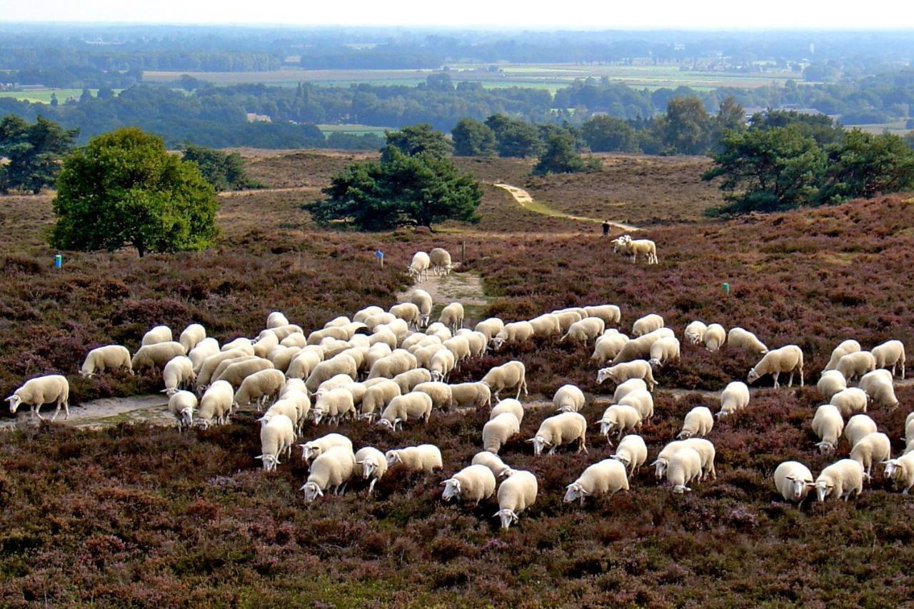 Het Uilennest Exloo Exterior foto